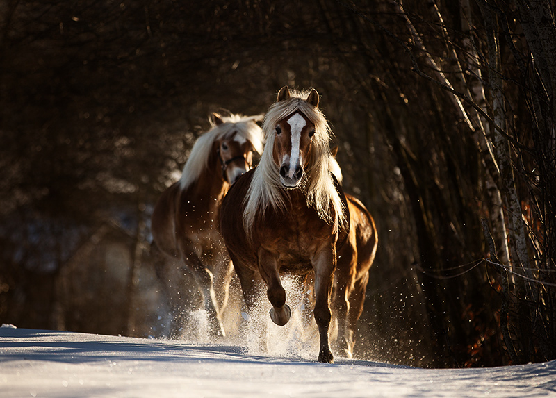 sb-fotografien_Haflinger Schnee