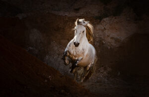 Weißes Pferd galoppiert in der Sandgrube