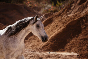 Catano_sandrabfoto-(37)_web