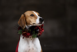 Katharina-Xmas-24-(183)_web