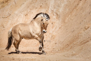 Boy-Sandgrube-(29)_web