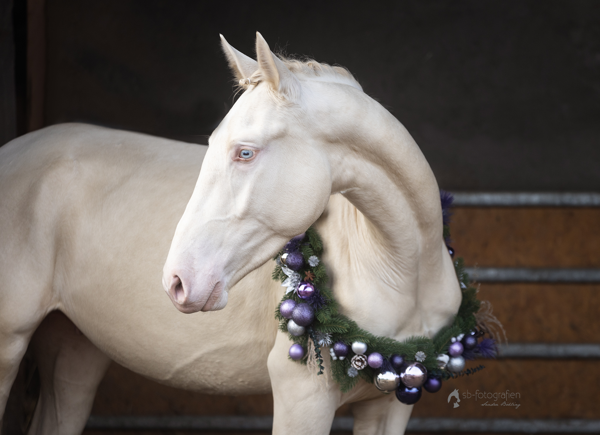 Christine-XMAS-25-(343)_web