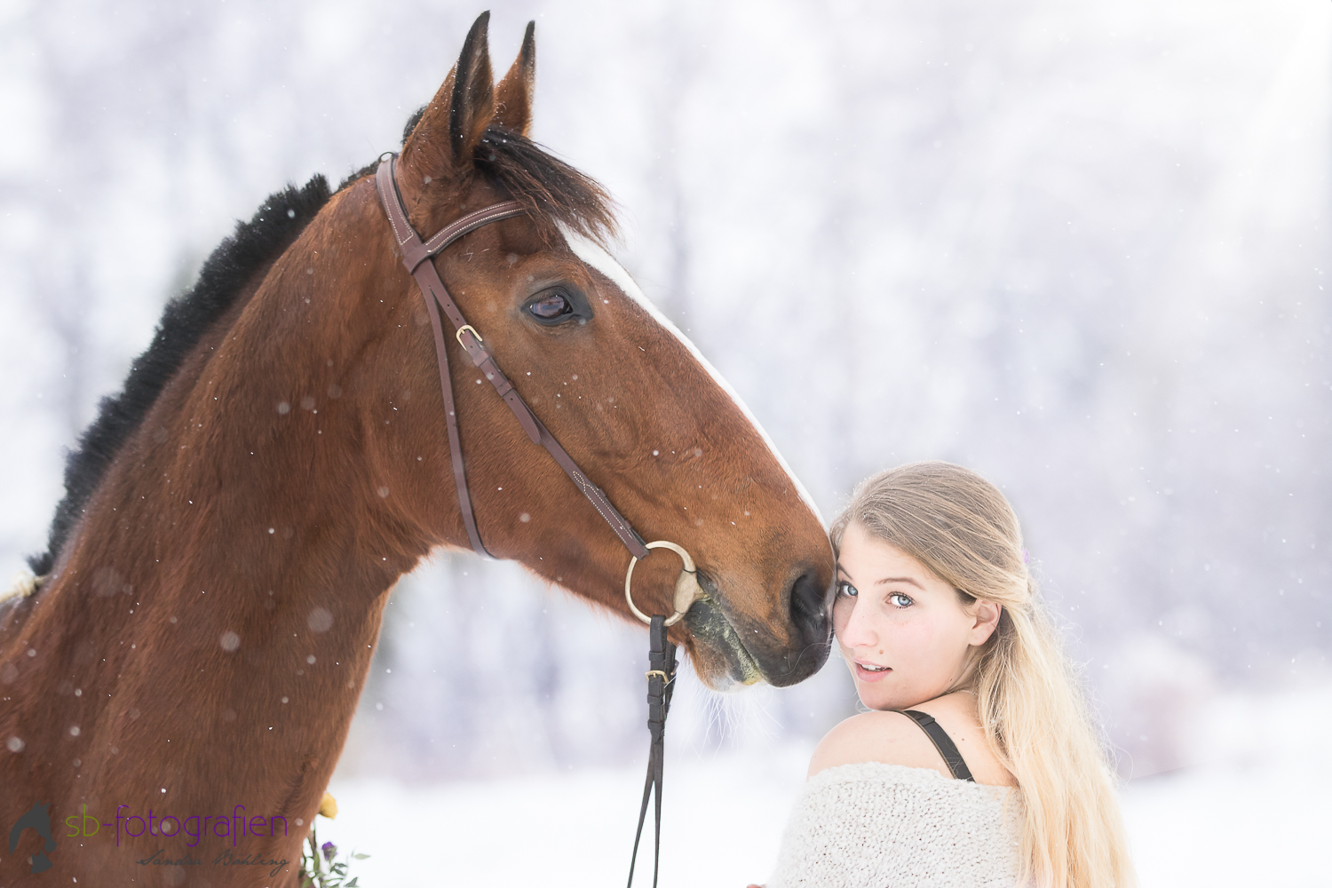 Pferdefotografie sb-fotografien